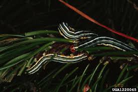 Attēlu rezultāti vaicājumam “Panolis flammea”