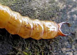 Attēlu rezultāti vaicājumam “Thecabius affinis imago”