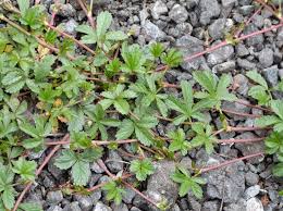 Attēlu rezultāti vaicājumam “Potentilla reptans leaf”