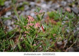 Attēlu rezultāti vaicājumam “Andromeda polifolia leaf”