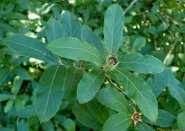 Attēlu rezultāti vaicājumam “Mespilus germanica leaf”