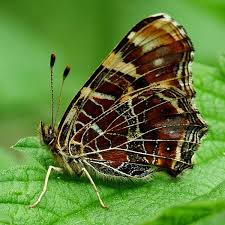 Attēlu rezultāti vaicājumam “Araschnia levana”