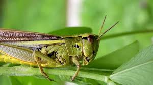 Attēlu rezultāti vaicājumam “Stethophyma grossum”