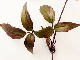 Attēlu rezultāti vaicājumam “Clematis leaf”