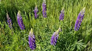 Attēlu rezultāti vaicājumam “Lupinus polyphyllus”