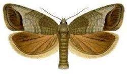 Attēlu rezultāti vaicājumam “Cydia pomonella”