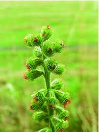Attēlu rezultāti vaicājumam “Agrimonia eupatoria flower”
