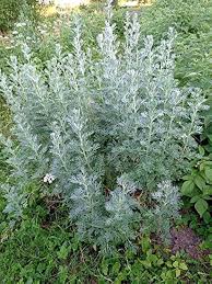 Attēlu rezultāti vaicājumam “Artemisia absinthium flower”