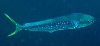 Image result for Coryphaena hippurus