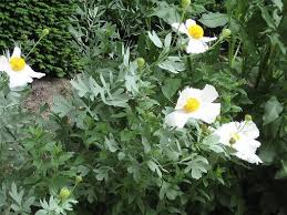 Image result for Romneya coulteri