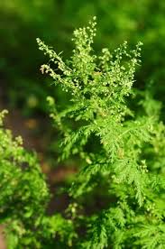 Image result for Artemisia gmelinii
