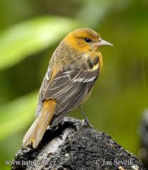 Image result for Icterus galbula