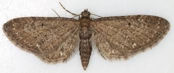 Attēlu rezultāti vaicājumam “Eupithecia icterata female”