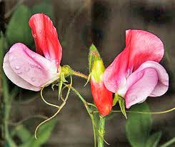 Image result for Lathyrus odoratus
