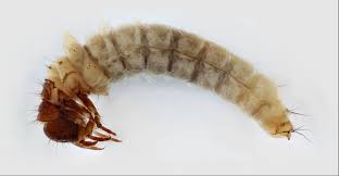 Attēlu rezultāti vaicājumam “Trichoptera”