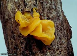 Attēlu rezultāti vaicājumam “Tremella mesenterica”