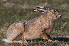 Attēlu rezultāti vaicājumam “Lepus europaeus adult”