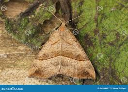 Attēlu rezultāti vaicājumam “Hypena proboscidalis”