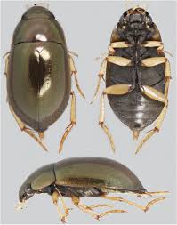 Attēlu rezultāti vaicājumam “Hydrochara caraboides”