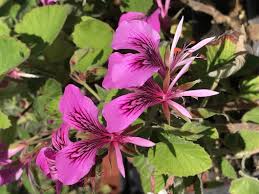 Attēlu rezultāti vaicājumam “Geranium bohemicum leaf”