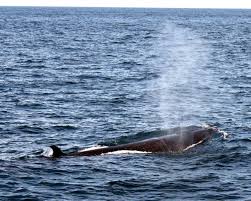 Image result for Balaenoptera borealis