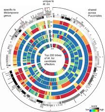 Attēlu rezultāti vaicājumam “Melampsora magnusiana”