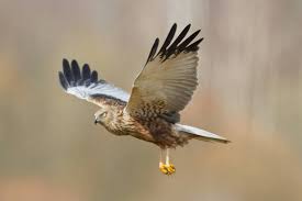 Attēlu rezultāti vaicājumam “Circus aeruginosus”