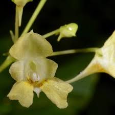 Attēlu rezultāti vaicājumam “Impatiens parviflora fruit”