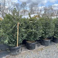 Attēlu rezultāti vaicājumam “Ilex x meserveae”