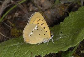 Attēlu rezultāti vaicājumam “Lycaena virgaureae”