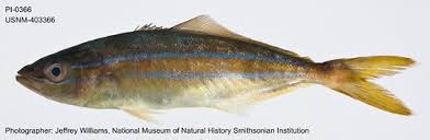 Image result for Elagatis bipinnulata