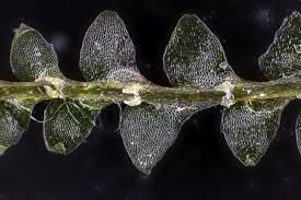 Attēlu rezultāti vaicājumam “Calypogeia sphagnicola”