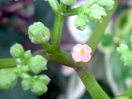 Attēlu rezultāti vaicājumam “Hippuridaceae”