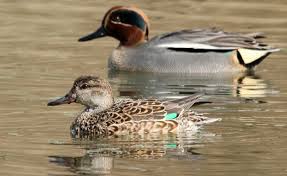 Attēlu rezultāti vaicājumam “Anas crecca”