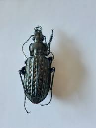 Attēlu rezultāti vaicājumam “Carabus clathratus”