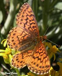 Attēlu rezultāti vaicājumam “Boloria titania underside”