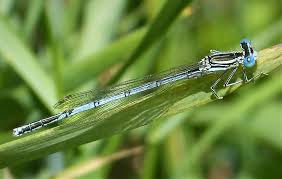 Attēlu rezultāti vaicājumam “Platycnemis pennipes male”