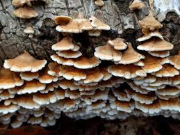 Attēlu rezultāti vaicājumam “Plicaturopsis crispa”