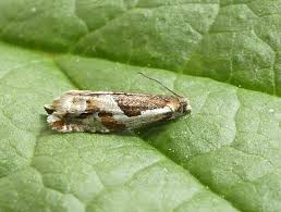 Attēlu rezultāti vaicājumam “Ancylis myrtillana”