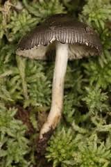 Attēlu rezultāti vaicājumam “Neocudoniella albiceps”