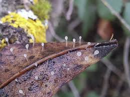 Attēlu rezultāti vaicājumam “Typhula setipes”