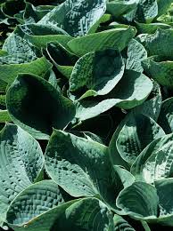 Image result for Hosta sieboldiana 'Elegans'