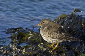 Attēlu rezultāti vaicājumam “Calidris maritima”