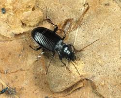 Attēlu rezultāti vaicājumam “Nebria brevicollis”