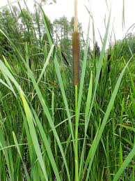 Attēlu rezultāti vaicājumam “Typha angustifolia  fruit”