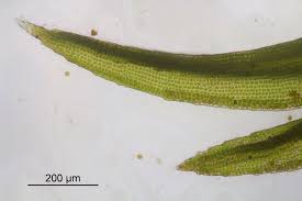 Attēlu rezultāti vaicājumam “Schistidium apocarpum”