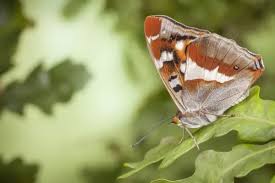 Attēlu rezultāti vaicājumam “Apatura iris male”