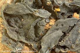 Attēlu rezultāti vaicājumam “Collema flaccidum”