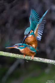 Attēlu rezultāti vaicājumam “Alcedo atthis adult”