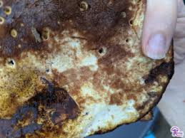 Attēlu rezultāti vaicājumam “Buglossoporus quercinus”